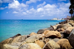 Iguana on rocks near Renaissance pier Aruba